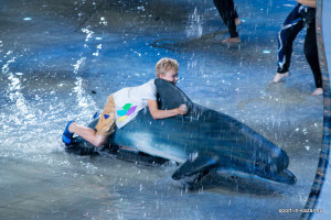 Мальчик катается на дельфине